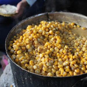 Cooked Fresh Nixtamal Corn for Homemade corn tortillas and tamales